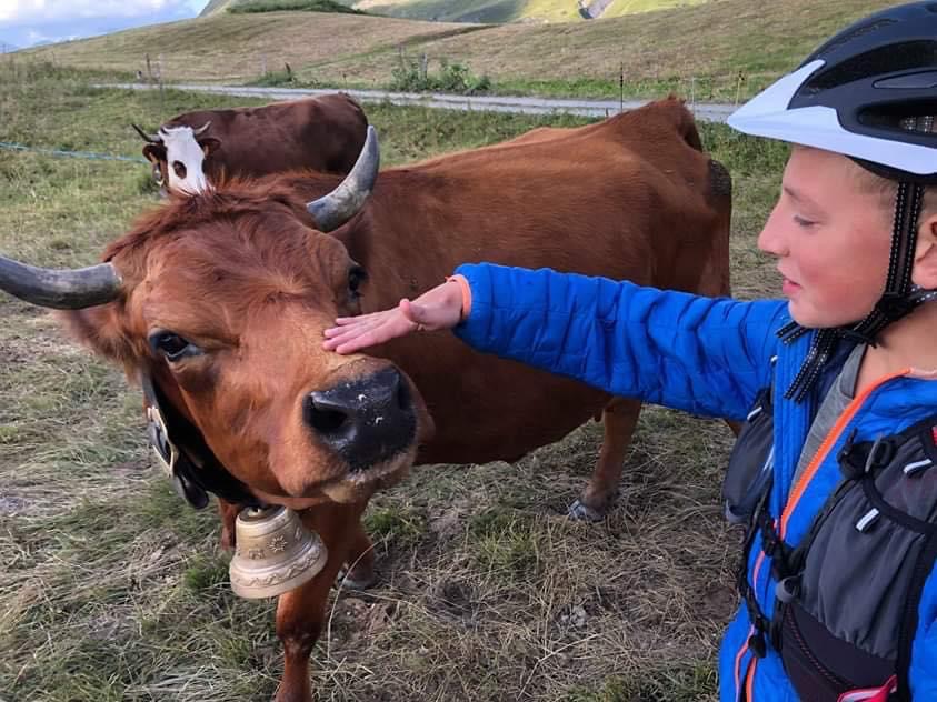VACHE